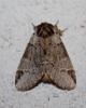 Drymonia melagona